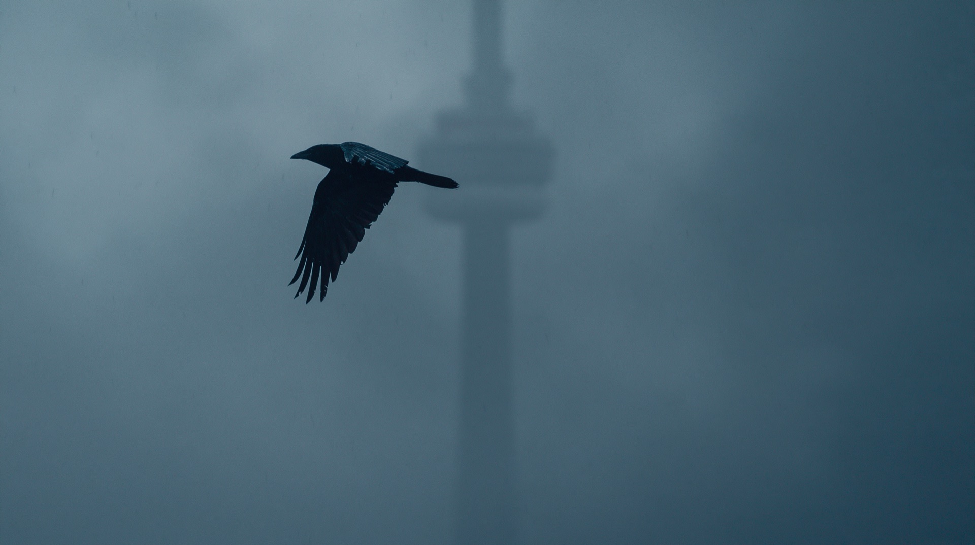 Resurrection Campaign — a lone crow over a fog-shrouded CN Tower